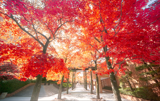 新緑の季節から紅葉の季節に変化させることが可能。